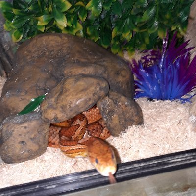 Snake lover, Resident Evil streamer, F1 fanatic.
Twitch - https://t.co/6VQkxYIP5t