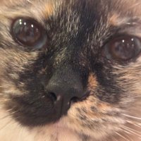 びねがー (@drunkvinegarpk) Twitter profile photo
