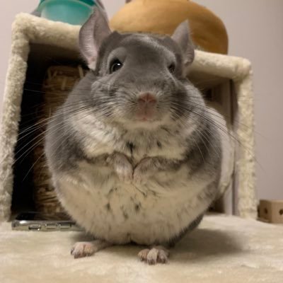 チンチラ(バイオレット♂)のおはぎの写真をあげたり、イラストをあげたり。友人との共同アカウントです🍀