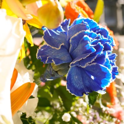 flower3sun3sun's profile picture. 夢うつつ、微睡み