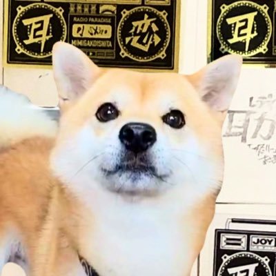 Aka_s_coro's profile picture. ラジオ 耳が恋した 耳恋専用アカ 【ころ丸】と申します。よろしくお願い致します！初投稿2023年1月23日（月）柴犬のいる生活