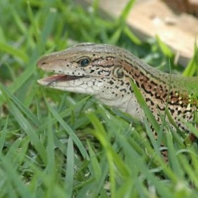 calangoVerdeGp's profile picture. 