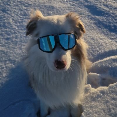 TimGronoset's profile picture. Playing for https://t.co/53fhxtKeHM

t.gronoset@hotmail.com
instagram: tgronoset