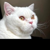 ŞEKERBEYYY 🐾 (@cinarferitt) 's Twitter Profile