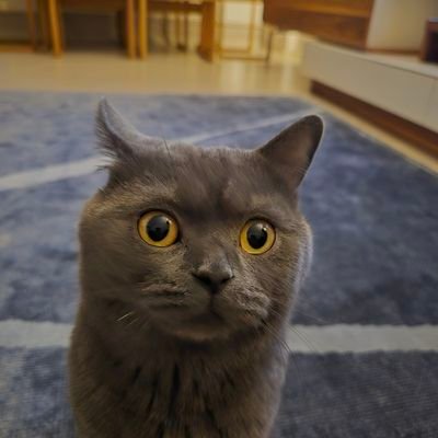 mdgiritli's profile picture. 