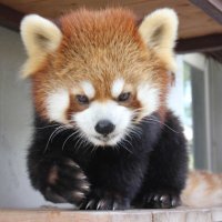 Tanuki Chronicles 🇺🇸 🇯🇵 🇫🇷 (@tanuki_times) 's Twitter Profile