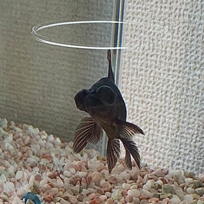 warito_mocomoco's profile picture. 優しいです