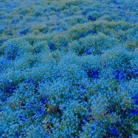 めい (@meg_3li) 's Twitter Profile