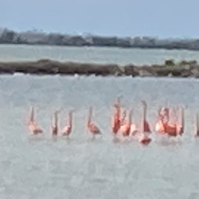 JOC8001's profile picture. simple humain