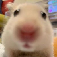 νπ― (@ham_zzi04) 's Twitter Profile