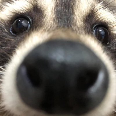 winteauu's profile picture. raccoon does art for funzies