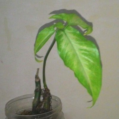 XorZer0's profile picture. Xor 0 == Identity