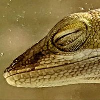 Trinava (@trinava222946) 's Twitter Profile