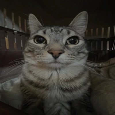 chartrapr's profile picture. 