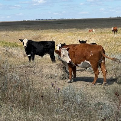 clarson00's profile picture. George and Tammy are still in love