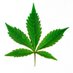 Pothead Culture (@potheadculture) Twitter profile photo Pothead Culture (@potheadculture) Twitter profile photo