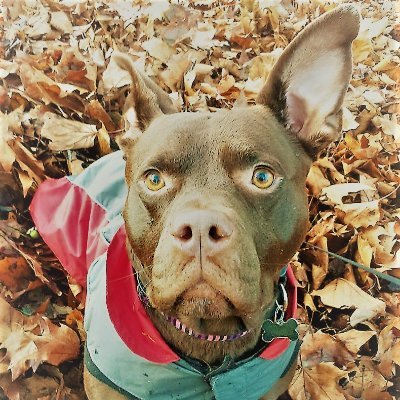 kittydingo's profile picture. horse rider and pet pawrent to 4 rats 6 chooks 6 bunnys 7 gpigs 1 hamster a dog a cat and a pigeon mostly rescues all living the life of luxury
