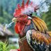 Rooster Cogburn ๐พ๐๐ฆโโฌ (@ghostlessstory) Twitter profile photo Rooster Cogburn ๐พ๐๐ฆโโฌ (@ghostlessstory) Twitter profile photo