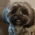 Tammy Vogelgesang (@qwestgirl1) Twitter profile photo Tammy Vogelgesang (@qwestgirl1) Twitter profile photo