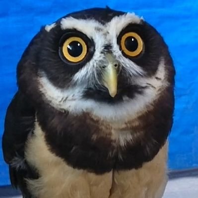 ウイスキさんのプロフィール画像