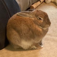 Most Definitely Not A Rabbit (@swearimnorabbit) 's Twitter Profile