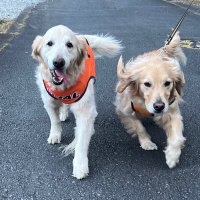ロンビッ🐶🧡🐶 (@ronbibichan) 's Twitter Profile Photo ロンビッ🐶🧡🐶 (@ronbibichan) 's Twitter Profile Photo