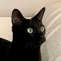 콥샐러드(Cobb) (@sesame_moron) 's Twitter Profile Photo