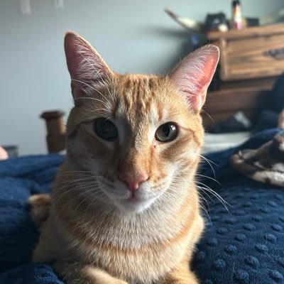 leslietrowe's profile picture. 