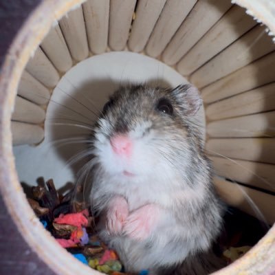 andrezmmx's profile picture. Heyyy!!! How Are You!