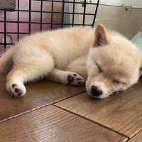 An (@an129710) Twitter profile photo