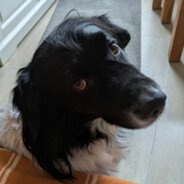 Sniepje's profile picture. 🇳🇱
Always interested in buying Splyce Holo's