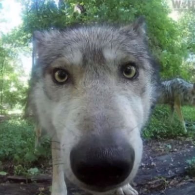 finnvonlobster's profile picture. ‼️HALLO!!! || They/He/It|| schl4tt and t3d is real trust|| Transmasc bisexual|| 9teen