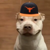 Teej (@lesshumble_teej) 's Twitter Profile