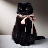 luludot 🐈⬛ (@lucornejow) 's Twitter Profile