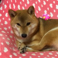 銀ちゃん (@ginnchanshiba) 's Twitter Profile