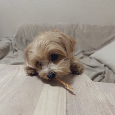 karaage20210314's profile picture. マルプーの唐揚げを世界に発信するためのアカウントです✨動物が大好きな飼い主なので、色んな子を飼っている方と仲良くしたいです！🙇  時間のある時にいいね職人してます😘