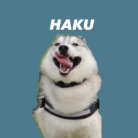 ハスキーの珀くん (@husky_0319) 's Twitter Profile Photo ハスキーの珀くん (@husky_0319) 's Twitter Profile Photo
