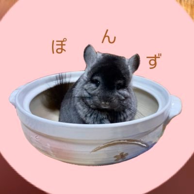 🎂🎂21.9.7←推定なので🎂としています🏠🏠22.6.11おとこのこアンゴラチンチラのぽんずくん🧸たんぽぽがだいすきな3歳💫🌼たくさんのチンチラちゃんがふこふこでありますように❤︎