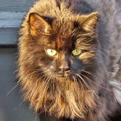 jaimescase's profile picture. bad gardener, good mama, sci-fi nerd