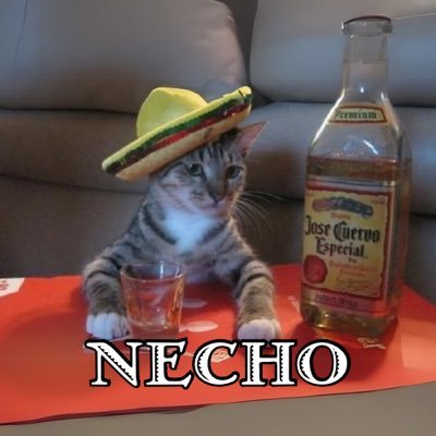 nechosol's profile picture. 