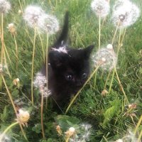 hidden gem (@stayinsid3) 's Twitter Profile