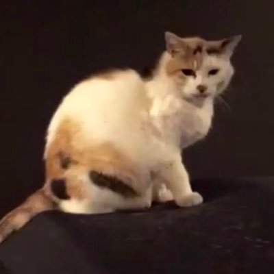mikeneko_1978's profile picture. 板橋ハウス🏠奇妙礼太郎🐈天才バンド。 フジファブリック🎸秦 基博🌻レキシ🌾優里💐玉田豊夢🥁。PARIS on the City!🇫🇷WANDS。ジグザグ⛩ 🍏パリスネームは「ネコトリコロールシティ!」そしてKER🥬