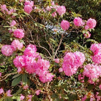 C_A_0514's profile picture. #琉球ゴールデンキングス を応援するアウェー民👑 基本箱推しですが、特に#14 をガチで推してます🌺
　　　　#大阪エヴェッサ #8 UEMATは一生推す