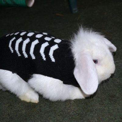 oneminutealan's profile picture. continha nova mutuals, perdi a outra
Feijoada de PUTAAA