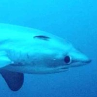 The Wawa (@azel_6) 's Twitter Profile