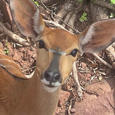 Bruce_J240559's profile picture. Proud South African 🇿🇦, husband, father, stand with Israel 🎗️ 🇮🇱 🧡 🧡 🧡 🧡 🧡 🧡 🧡 🧡