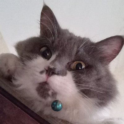 Ayi nya Megumi, Hinata, Yuuta, kwangsoo, Yuri, yurio, cantikkah, yor, aki, nobara, Eren, power, kishibe 🐈