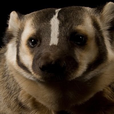 White Badger 🇺🇸 🦡 Profile