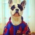 Bulldog culer (@joshuaakimmich6) Twitter profile photo Bulldog culer (@joshuaakimmich6) Twitter profile photo