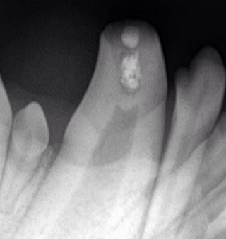 Puppydentist's profile picture. Veterinary dentist working in Brisbane, Australia. If it has teeth we can fix them.